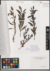 Foto von Salix purpurea L.